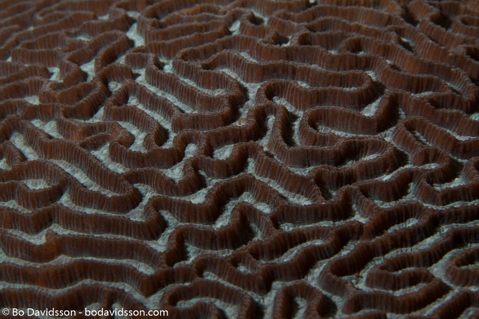 BD-140313-Padre-Burgos-1644-Platygyra-sp.-Ehrenberg.-1834-[Brain-coral].jpg